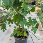 Ambrovník styraxový (Liquidambar styraciflua) - výška 120-140 cm, kont. C10L - VIACKMENNÝ